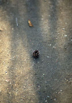dropped pinecone.jpg